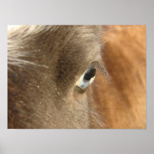 Blue Eyed Mini Filly Poster