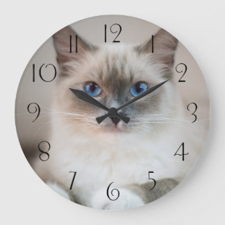 Blue Eyed Ragdoll Cat Stor Klocka