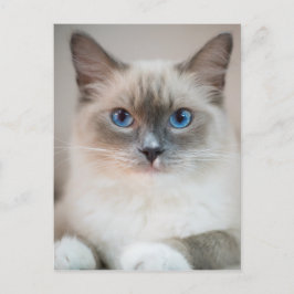 Blue Eyed Ragdoll Cat Vykort