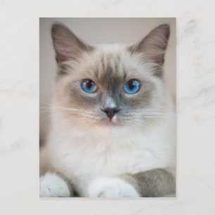 Blue Eyed Ragdoll Cat Vykort