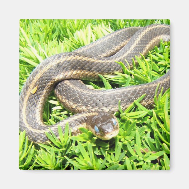 Blue Eyed Snake ~ magnet (Framsidan)