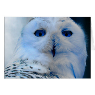 Blue Eyed Snö Uggla Hälsningskort