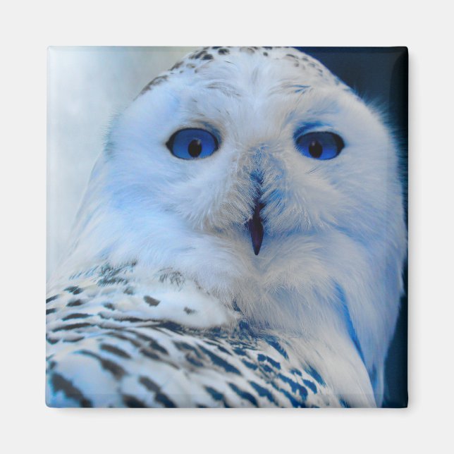 Blue Eyed Snö Uggla Magnet (Framsidan)