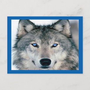 Blue Eyed Varg Vykort