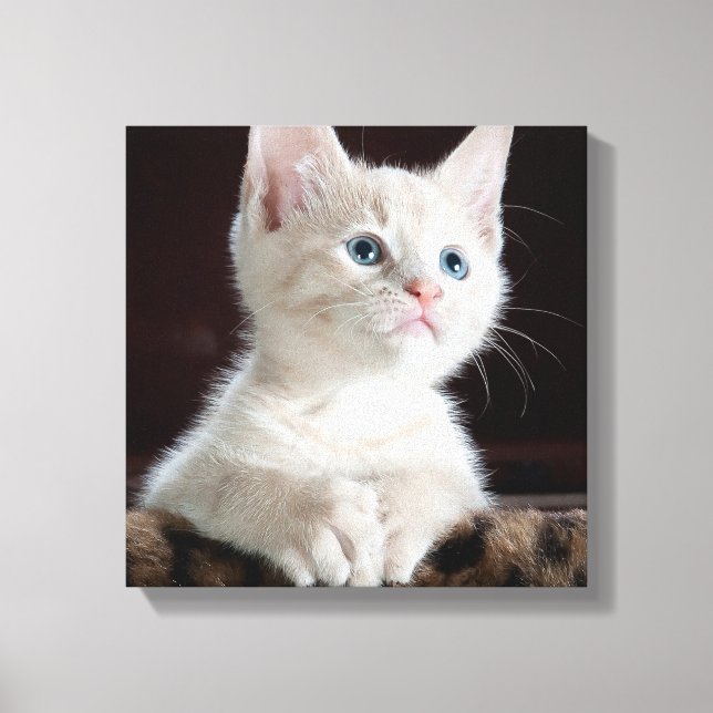 Blue Eyed White Kitten Canvastryck (Framsida)