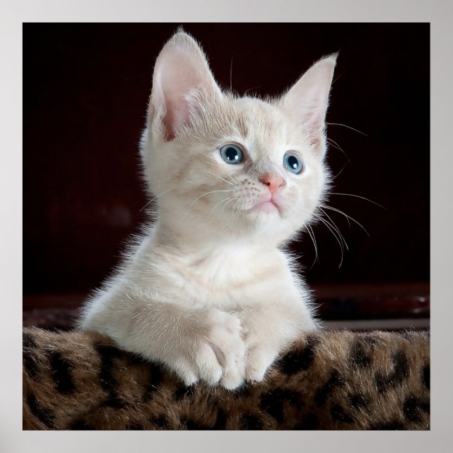 Blue Eyed White Kitten Poster (Framsidan)