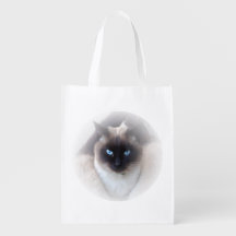 Blue eyes siamese cat