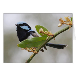 Blue Fairy Wren Hälsningskort