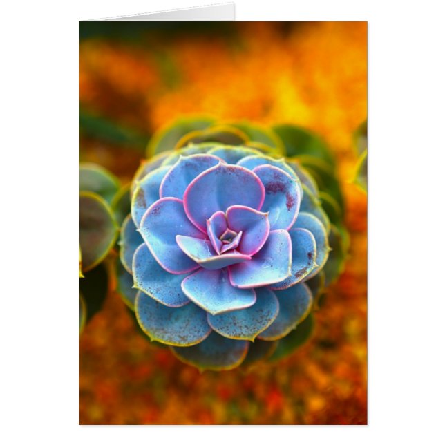 Blue Färgad Echeveria Hälsningskort (Framsidan)