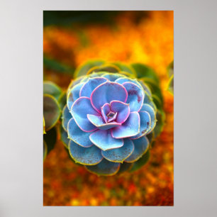 Blue Färgad Echeveria Poster