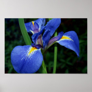 Blue Flagga Beauty Poster