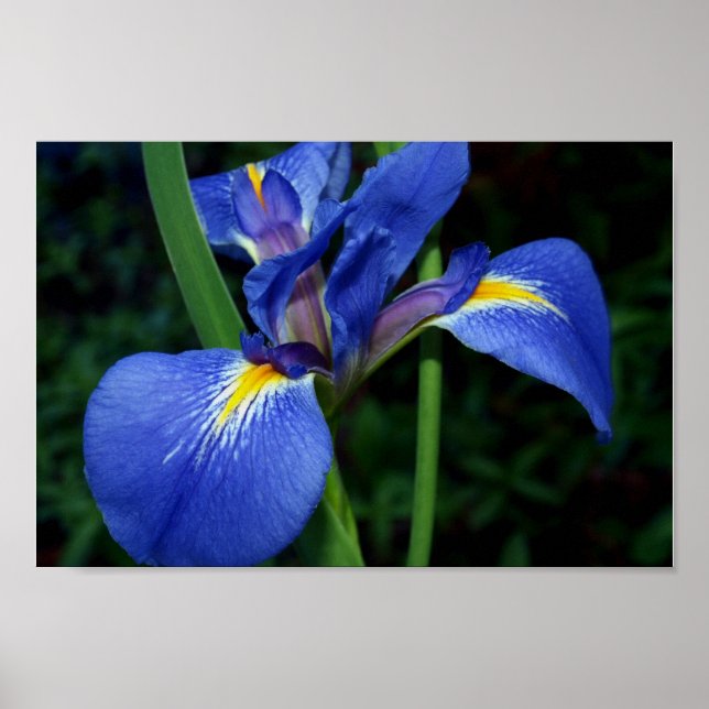 Blue Flagga Beauty Poster (Framsidan)
