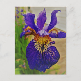 Blue Flagga Iris Fleur de Lys Fransk Canada Quebec Vykort