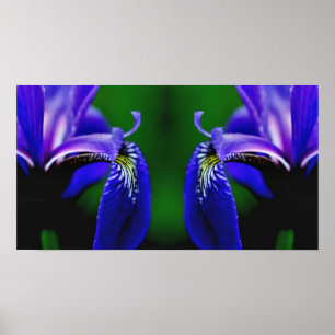 Blue Flagga Iris Flower Petal Spegel Abstrakt Poster