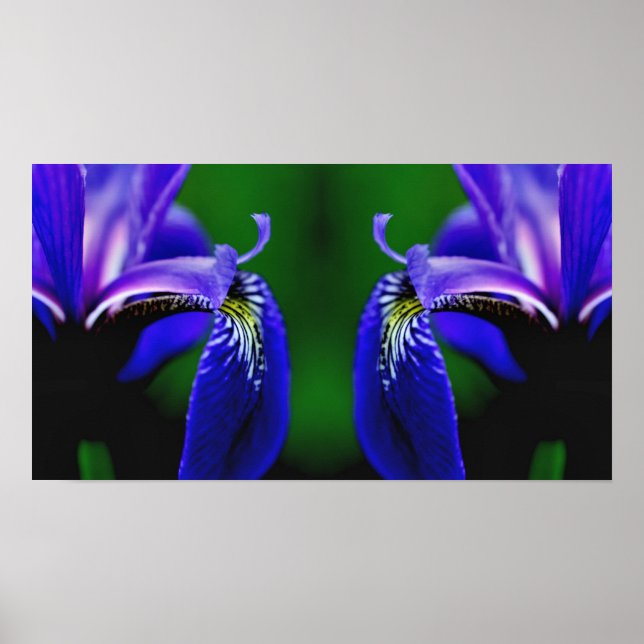 Blue Flagga Iris Flower Petal Spegel Abstrakt Poster (Framsidan)