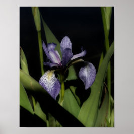 Blue Flagga Iris Flower Poster
