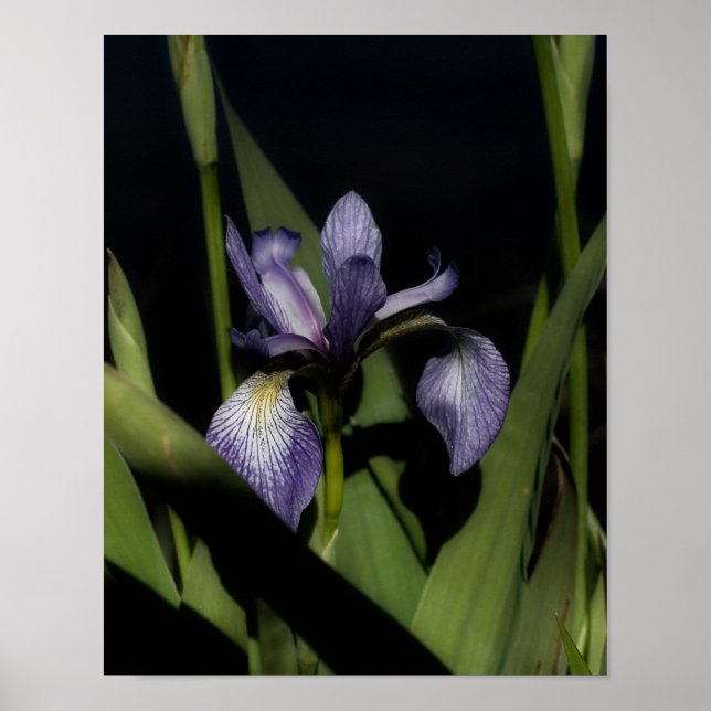 Blue Flagga Iris Flower Poster (Framsidan)