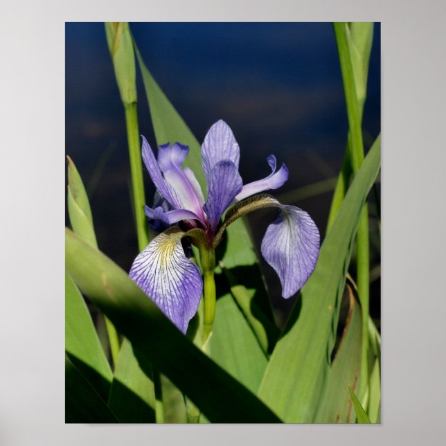 Blue Flagga Iris Flower Poster (Framsidan)