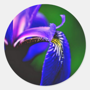 Blue Flagga Iris Flower Runt Klistermärke