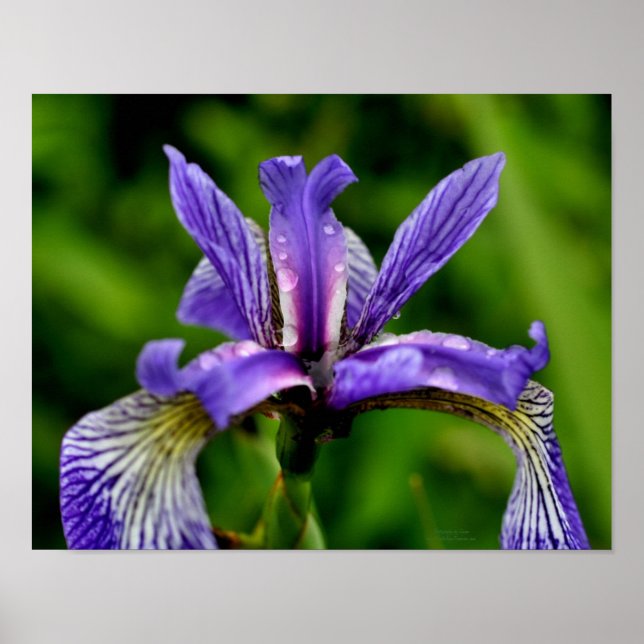 Blue Flagga Iris Raindrops Blommigt Poster (Framsidan)