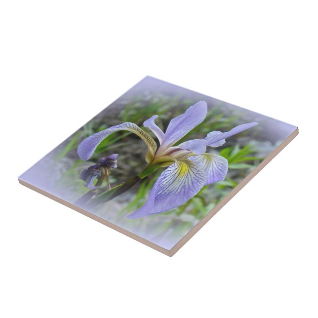 Blue Flagga - Vild Iris Kakelplatta (Sidan)