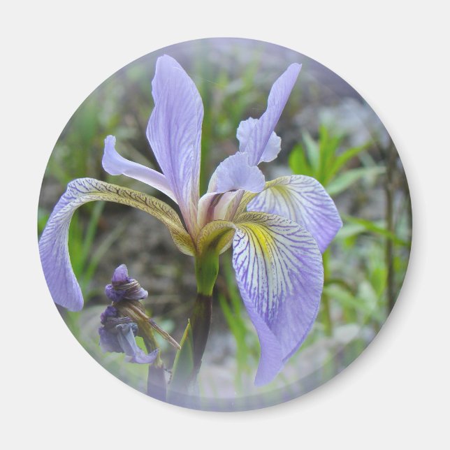 Blue Flagga - Vild Iris Magnet (Framsidan)