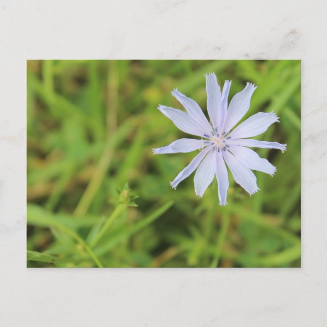 Blue Flower #3 Vykort (Framsida)