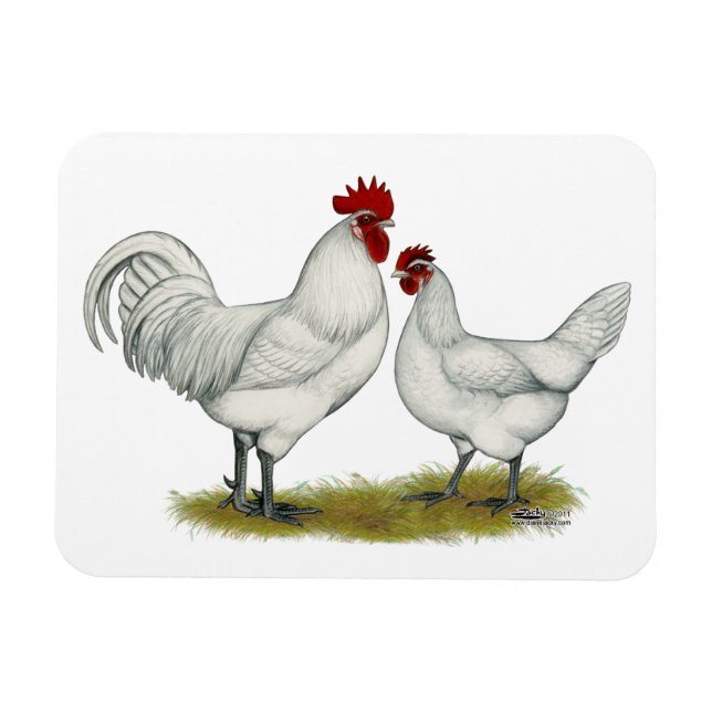 Blue Foot Chickens Magnet (Horisontell)