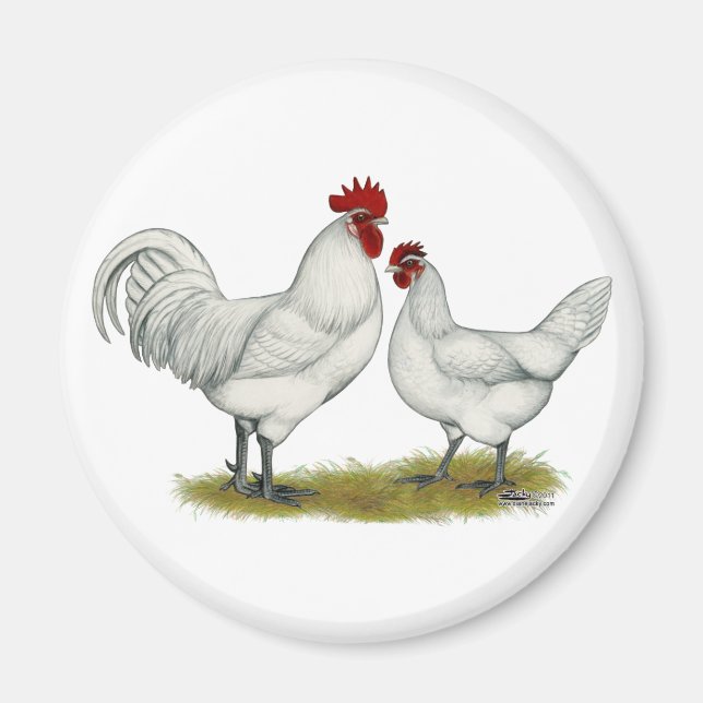 Blue Foot Chickens Magnet (Framsidan)