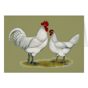 Blue Foot Chickens OBS Kort