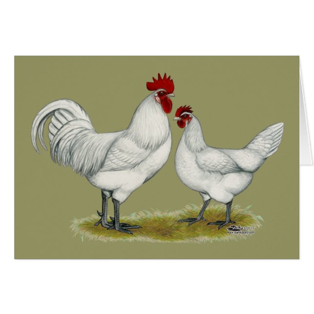 Blue Foot Chickens OBS Kort (Framsidan Horizontal)