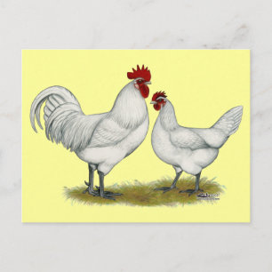 Blue Foot Chickens Vykort