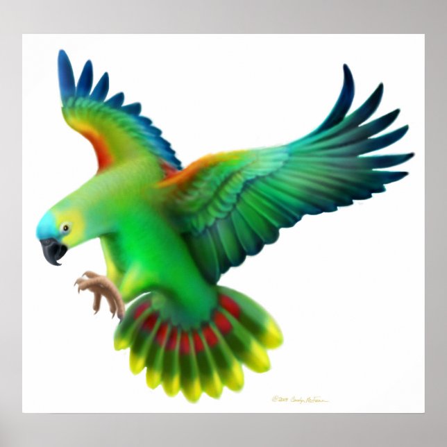 Blue Fronted Amazon Parrot Poster (Framsidan)