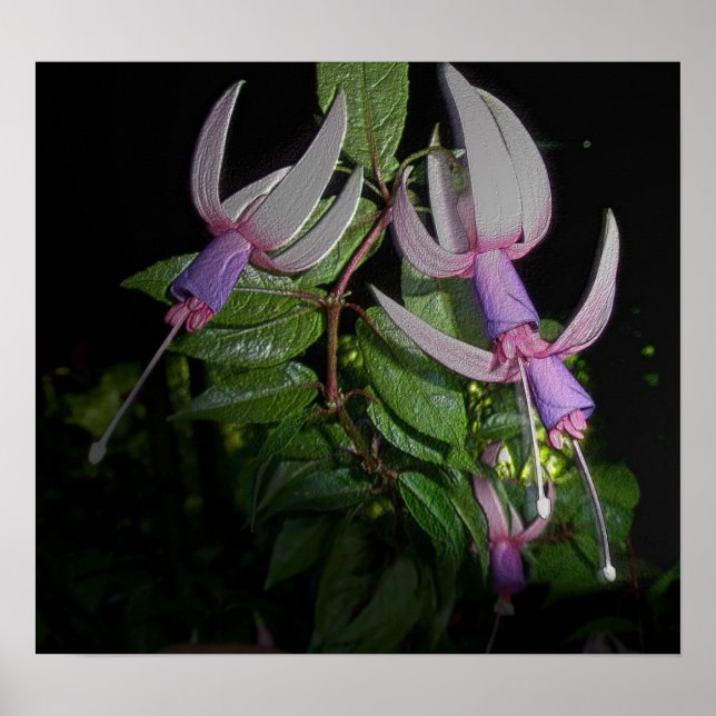 Blue Fushia Poster (Framsidan)