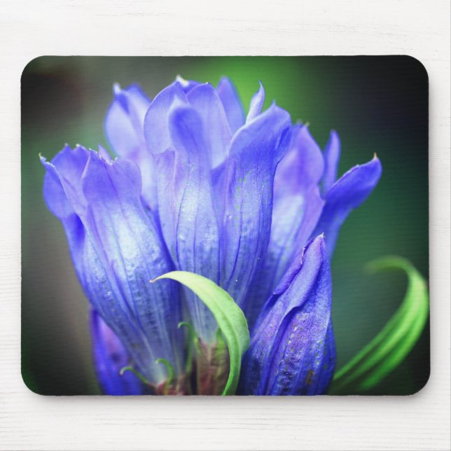 Blue Gentian Flower Musmatta (Framsidan)