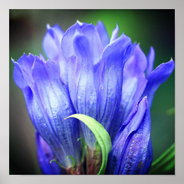Blue Gentian Flower Poster (Framsidan)