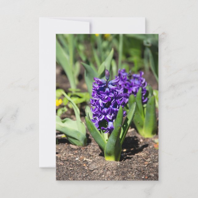 Blue Geocint i vår (Framsida)