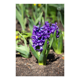 Blue Geocint i vår Fototryck