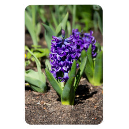 Blue Geocint i vår Magnet