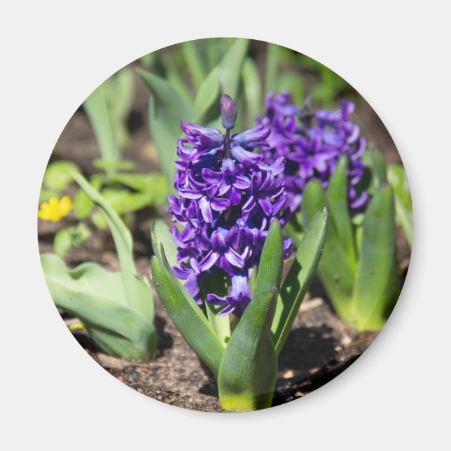 Blue Geocint i vår Magnet (Framsidan)