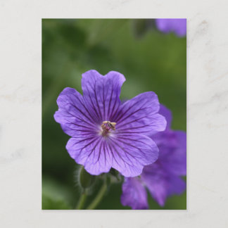 Blue Geranium Vykort