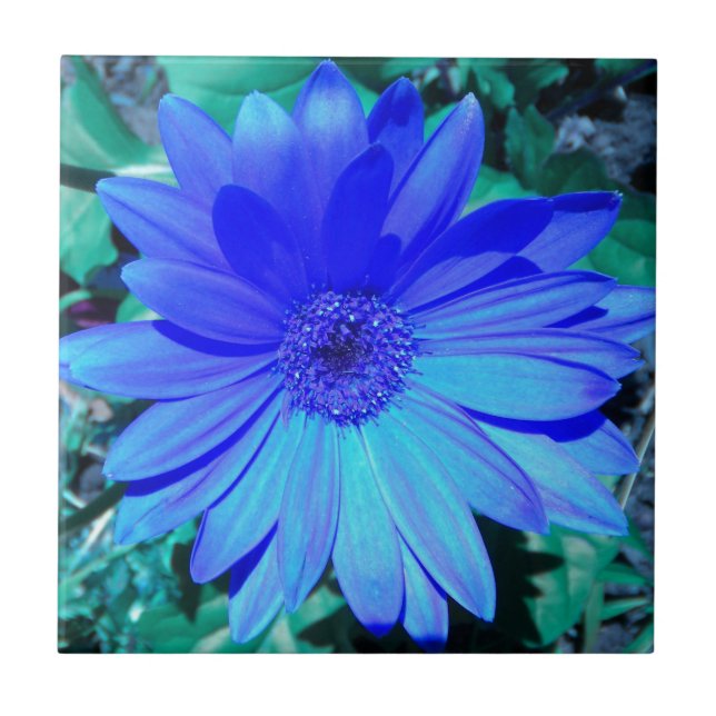 Blue Gerbera Daisy Tile Kakelplatta (Framsidan)