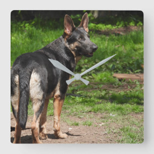 Blue German Shepherd Clock Fyrkantig Klocka