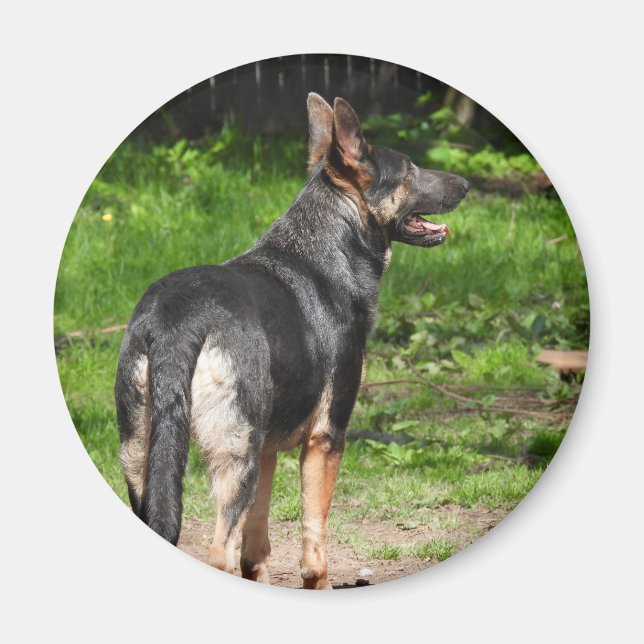 Blue German Shepherd Hund Magnet (Framsidan)