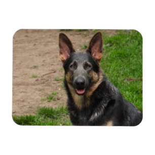 Blue German Shepherd Hund Magnet