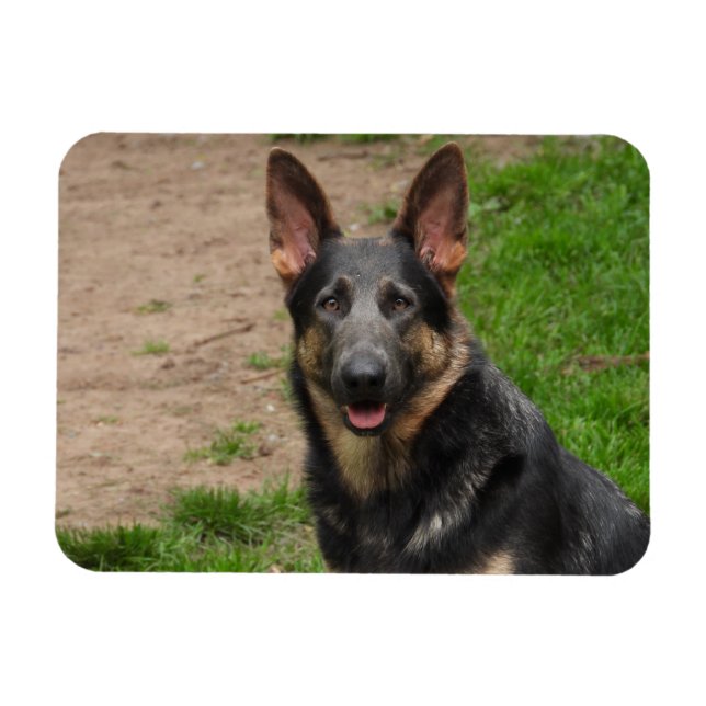 Blue German Shepherd Hund Magnet (Horisontell)