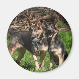 Blue German Shepherd Hundar Magnet