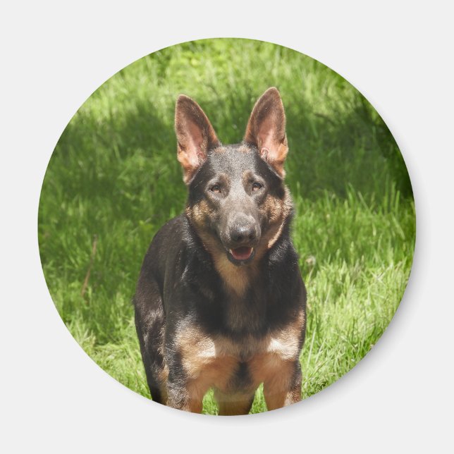 Blue German Shepherd Magnet (Framsidan)