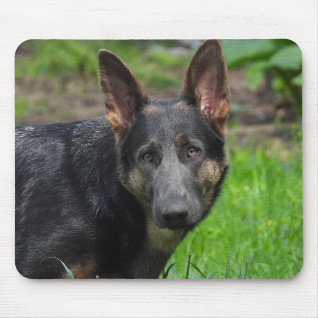 Blue German Shepherd Musmatta (Framsidan)