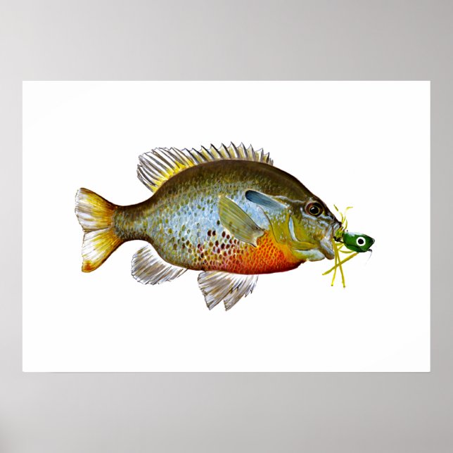 Blue Gill - Pumpkin Seed Poster (Framsidan)